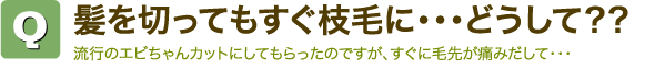 Q髪を切ってもすぐ枝毛に・・・どうして？？　流行のエビちゃんカットにしてもらったのですが、すぐに毛先が痛みだして・・・