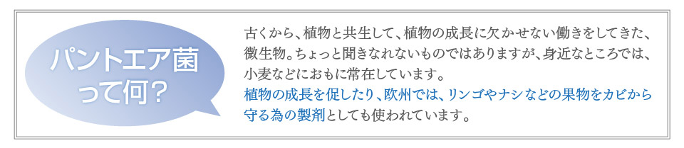 パントエア菌は植物の成長を促したり、欧州では、リンゴやナシなどの果物をカビから守る為の製剤としても使われています。