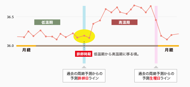 基礎体温グラフ説明