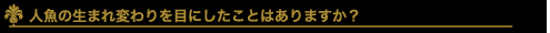 人魚の生まれ変わりを目にしたことはありますか？