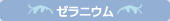 ゼラニウム