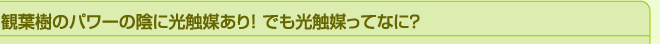 観葉樹のパワーの陰に光触媒あり！ でも光触媒とは？