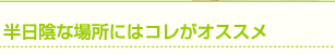 半日陰な場所にはコレがオススメ