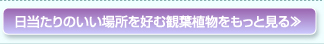 日当たりのいい場所を好む観葉植物をもっと見る≫