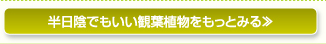 半日陰でもいい観葉植物をもっとみる≫