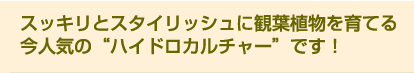 スッキリとスタイリッシュに観葉植物を育てる　今人気の“ハイドロカルチャー”です！