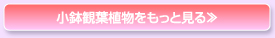 小鉢観葉植物をもっと見る≫