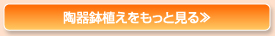 陶器鉢植えをもっと見る≫