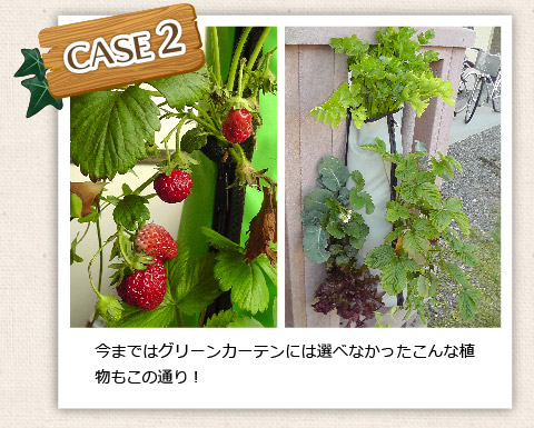 今まではグリーンカーテンには選べなかったこんな植物もこの通り！