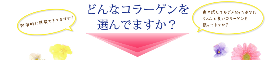 どんなコラーゲンを選んでますか？