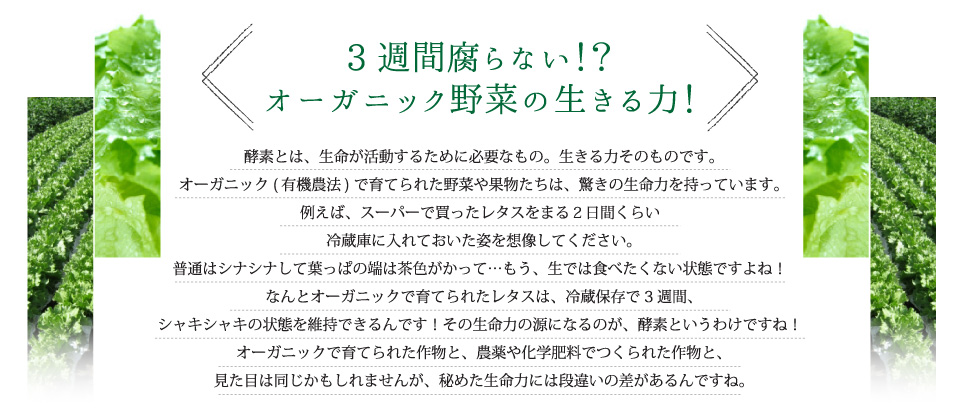 3週間腐らない！？オーガニック野菜の生きる力！オーガニックで育てられたレタスは、冷蔵保存で3週間、シャキシャキの状態を維持できるんです！その生命力の源になるのが、酵素というわけですね！オーガニックで育てられた作物と、農薬や化学肥料でつくられた作物と、見た目は同じかもしれませんが、秘めた生命力には段違いの差があるんですね。