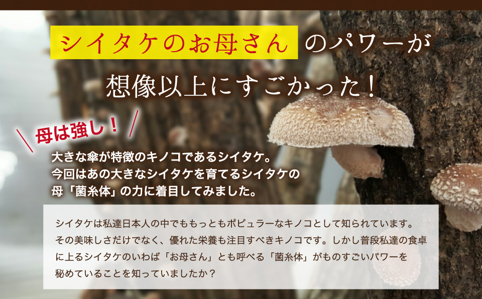 大きな傘が特徴のキノコであるシイタケ。今回はあの大きなシイタケを育てるシイタケの母「菌糸体」の力に着目してみました。
