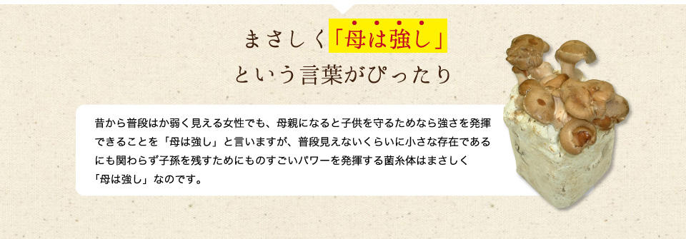 昔から普段はか弱く見える女性でも、母親になると子供を守るためなら強さを発揮できることを「母は強し」と言いますが、普段見えないくらいに小さな存在であるにも関わらず子孫を残すためにものすごいパワーを発揮する菌糸体はまさしく「母は強し」なのです。 